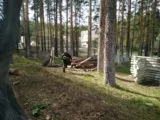 Зарница