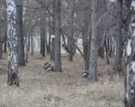 Лазертаг-клуб Пиранья 