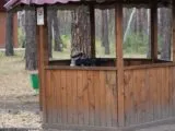 Лазертаг-клуб Веселый Роджер 