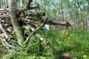 Мультипраздник 41 «Лесная»