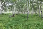 Лазертаг-клуб Мультипраздник 41 